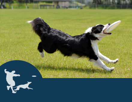 ドッグスポーツ・ワンちゃん